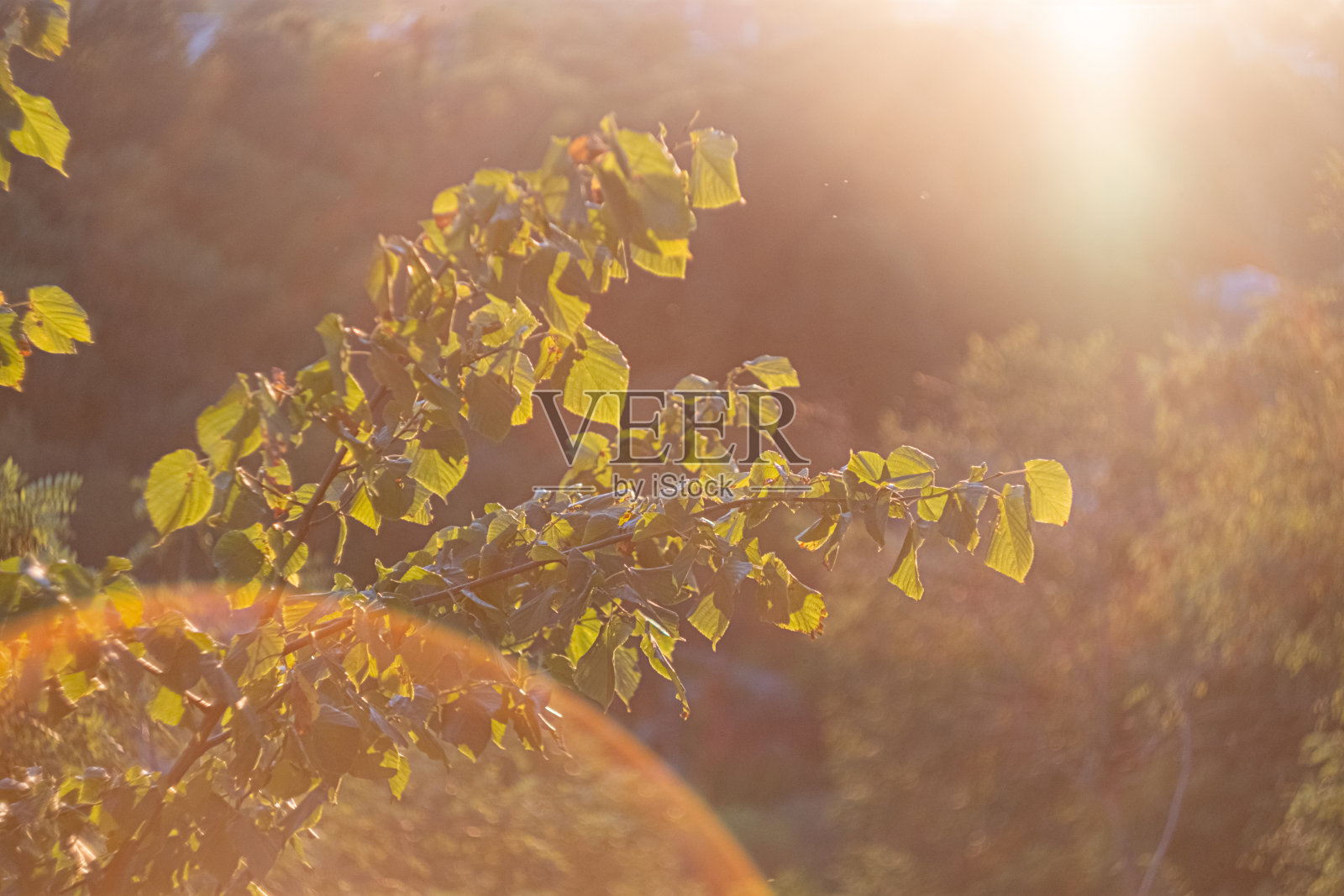 透视在阳光下的绿叶照片摄影图片