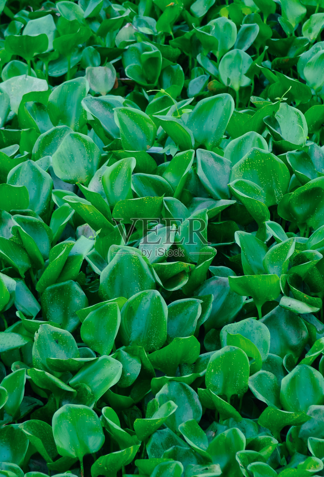 绿叶图案背景,自然背景和壁纸。照片摄影图片