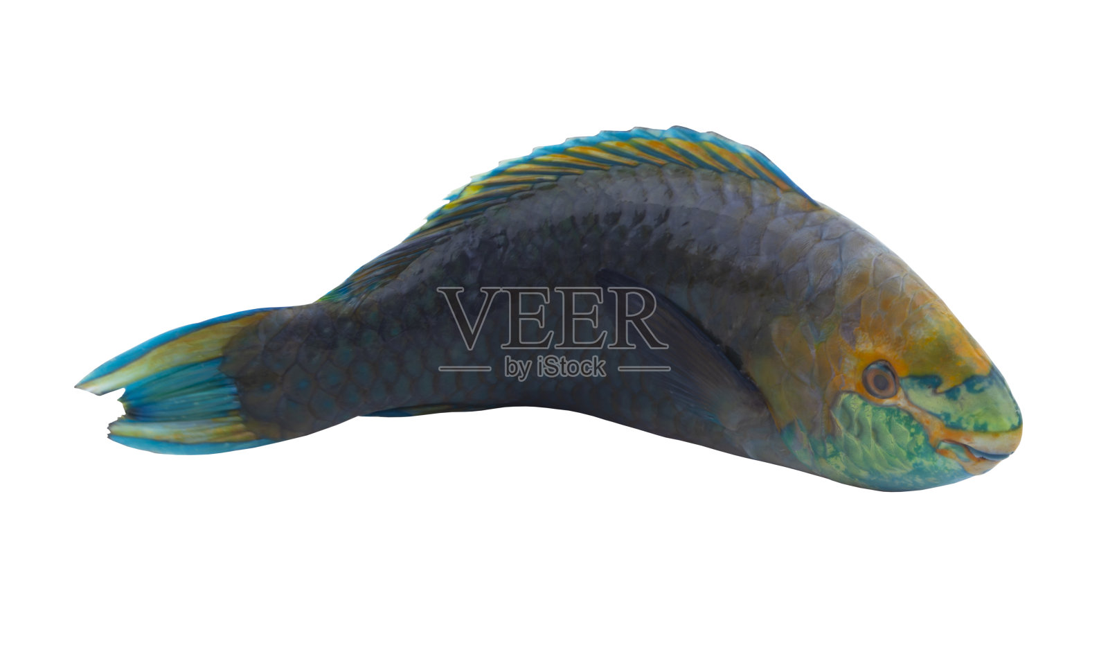 孤立在白色上的蓝鳍鹦鹉鱼照片摄影图片