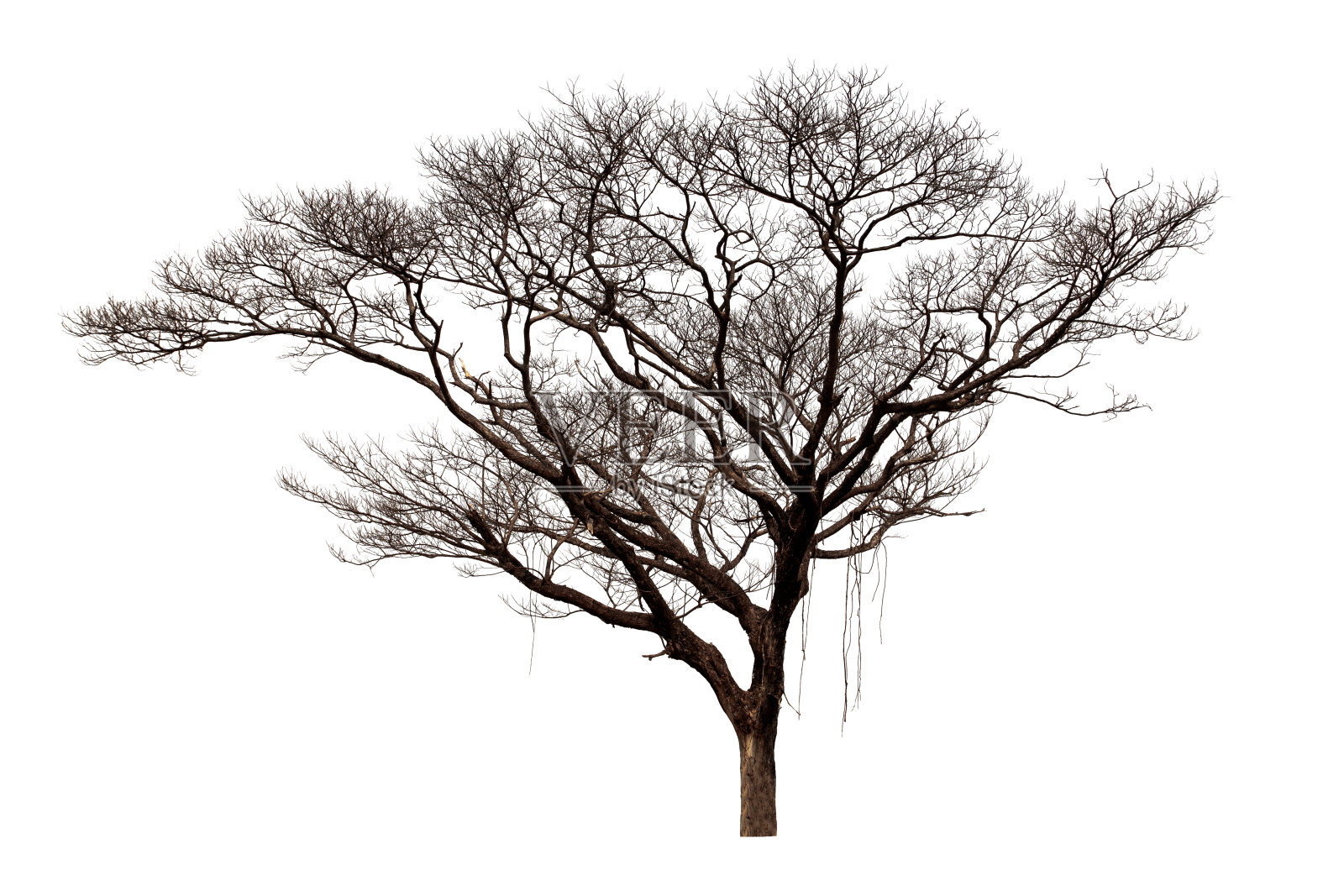 死树孤立在白色背景,热带树孤立用于设计,文件包含与剪切路径,这样容易工作。照片摄影图片