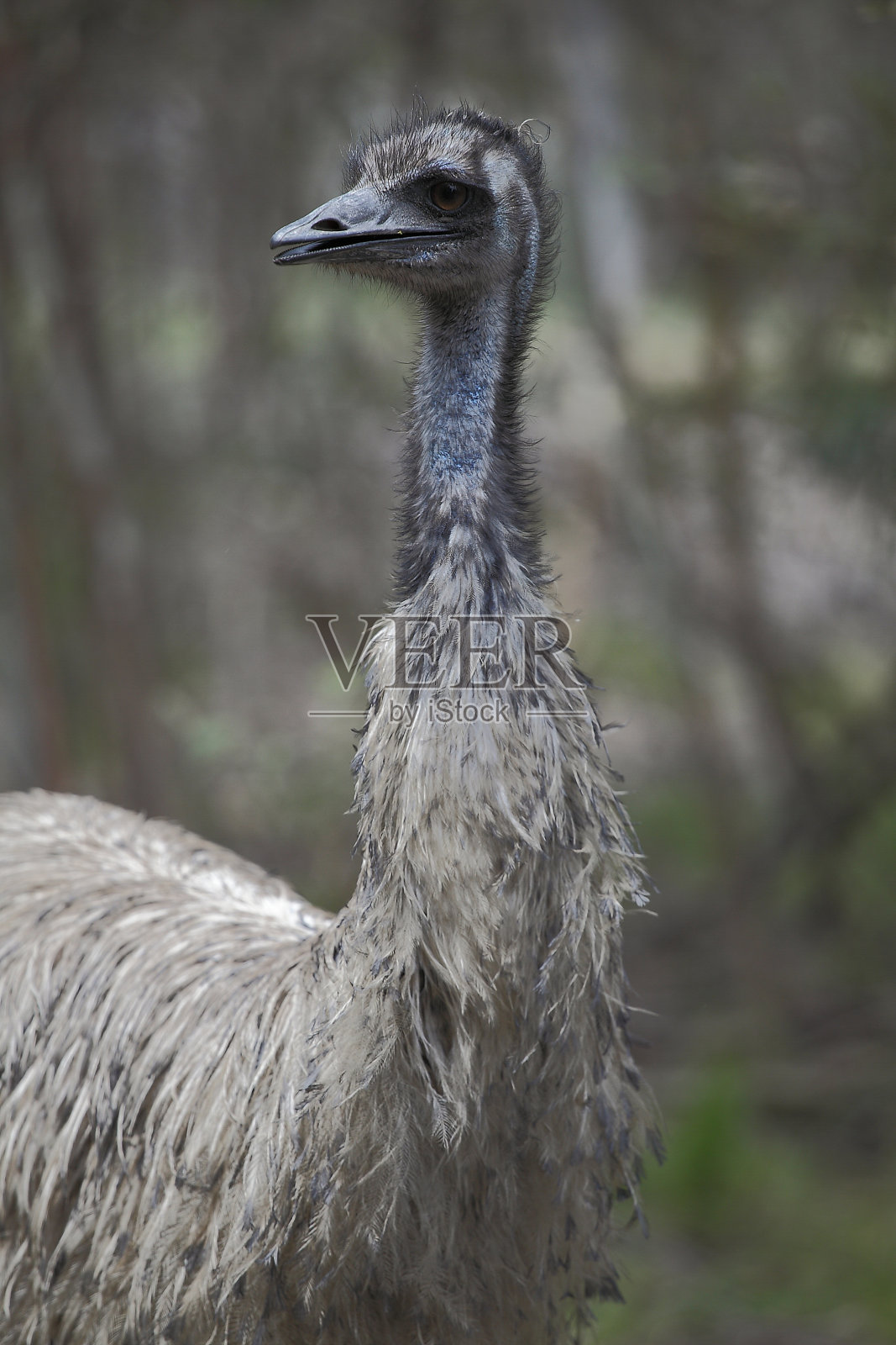 鸸鹋照片摄影图片