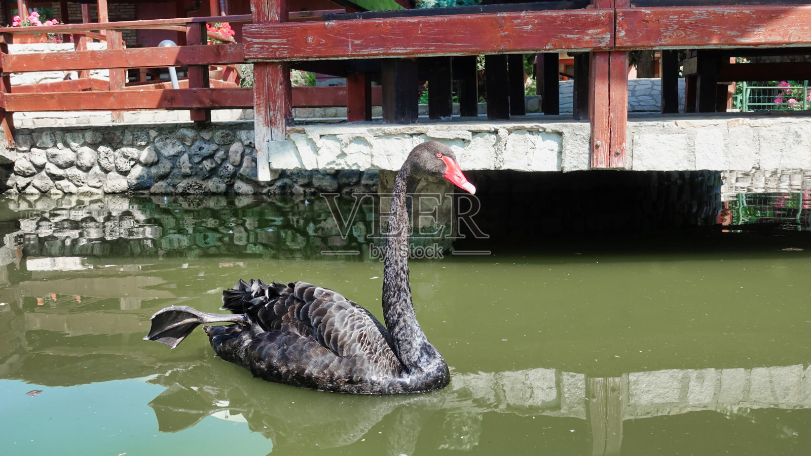 黑色的东方天鹅在小池塘里游泳。水平的形象。主要关注天鹅。照片摄影图片