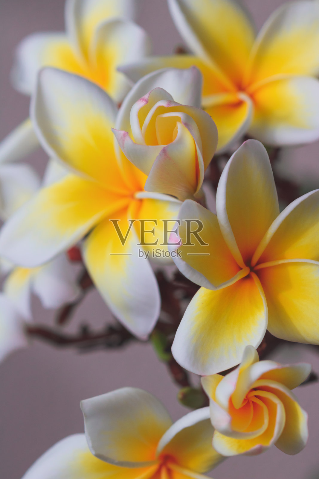 鸡蛋花白色和黄色的花盛开在家里的花园里照片摄影图片