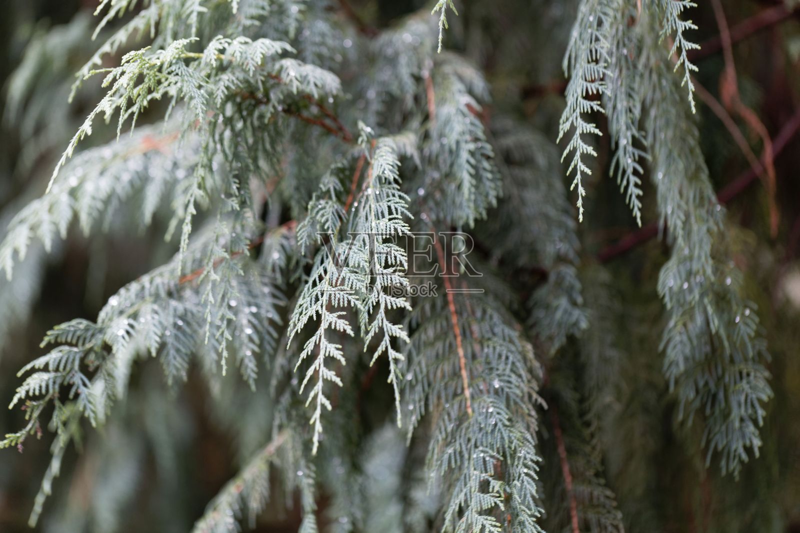 克什米尔柏树的分支照片摄影图片