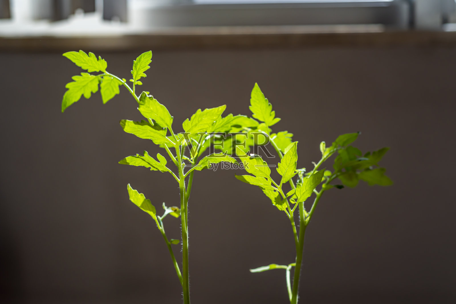 在家里种植新鲜的西红柿。照片摄影图片