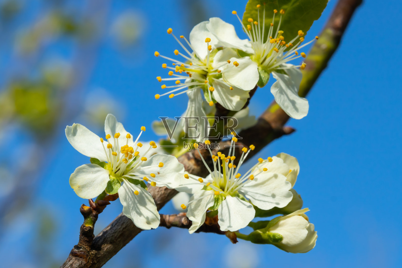 花园里美丽的白色樱花照片摄影图片