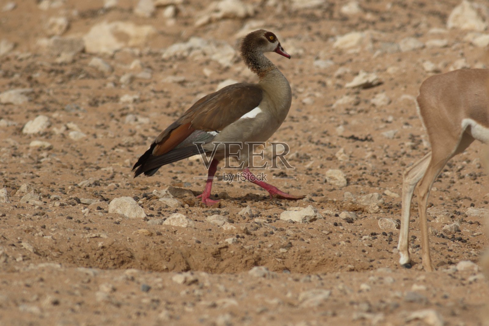 动物和鸟类照片照片摄影图片