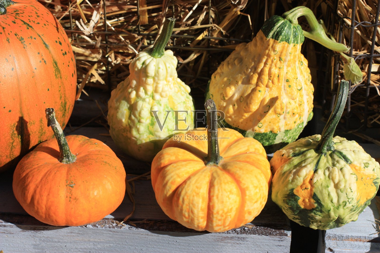 大小不同颜色和形状的南瓜照片摄影图片