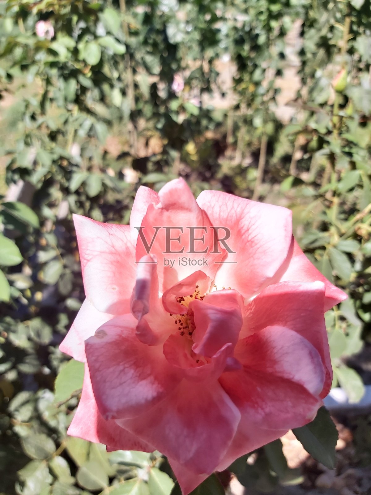 粉红玫瑰配白色。罗莎。月季。来自卡斯提尔的孟加拉玫瑰。夏季的观赏花卉。西班牙格拉纳达,安达卢西亚,维兰纽瓦德Mesía。照片摄影图片