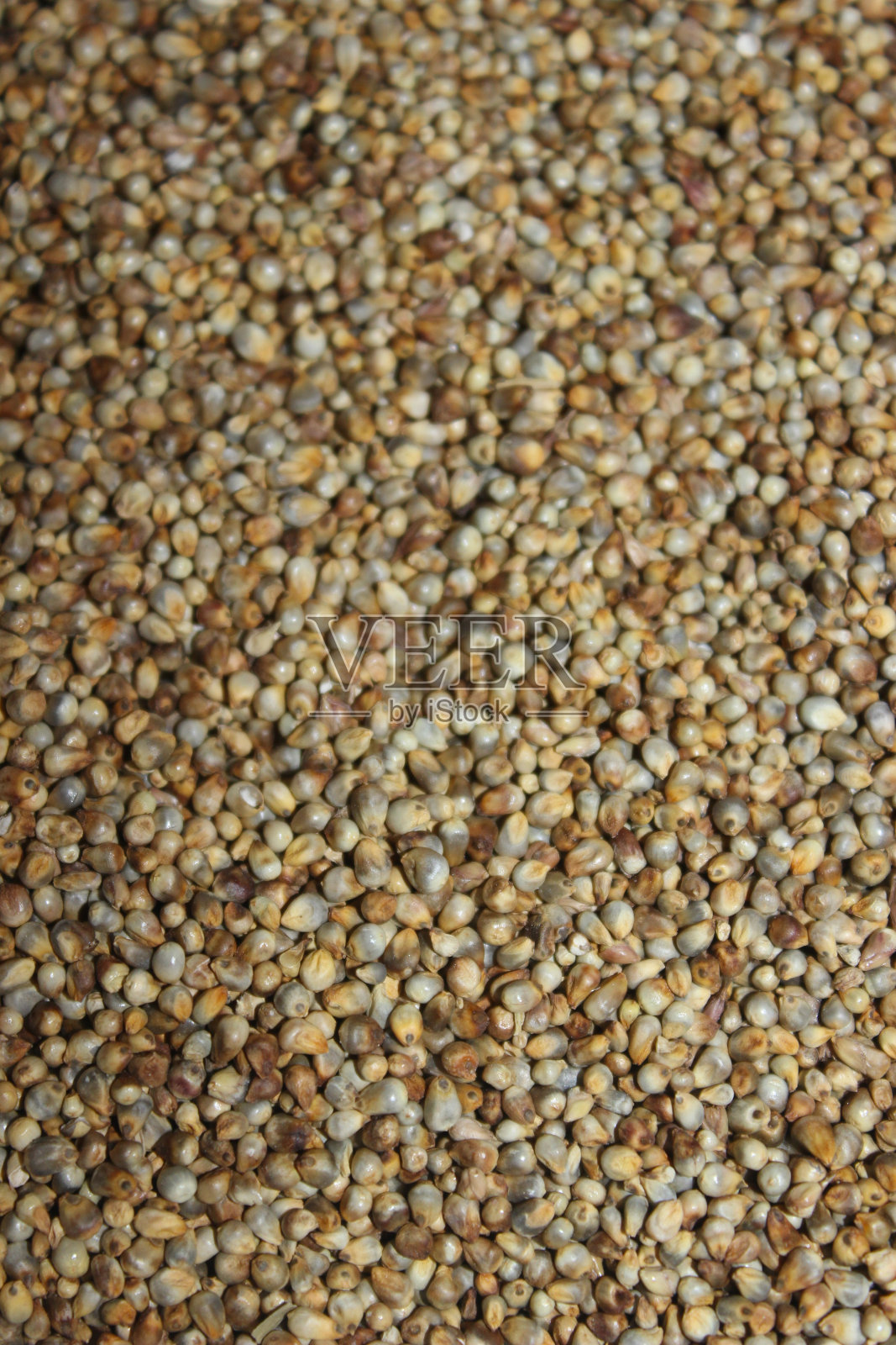 一幅珍珠谷子选择性聚焦的照片照片摄影图片