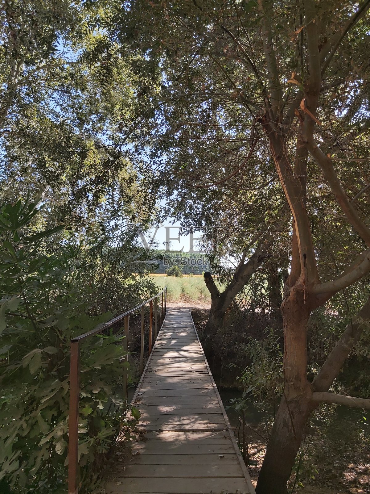 木桥下面有一条河。森林里到处都是白杨树,森林里的白杨树都反射着阳光,整个森林都是绿色的,带着阳光的光芒。纯粹的自然。大自然的美。照片摄影图片