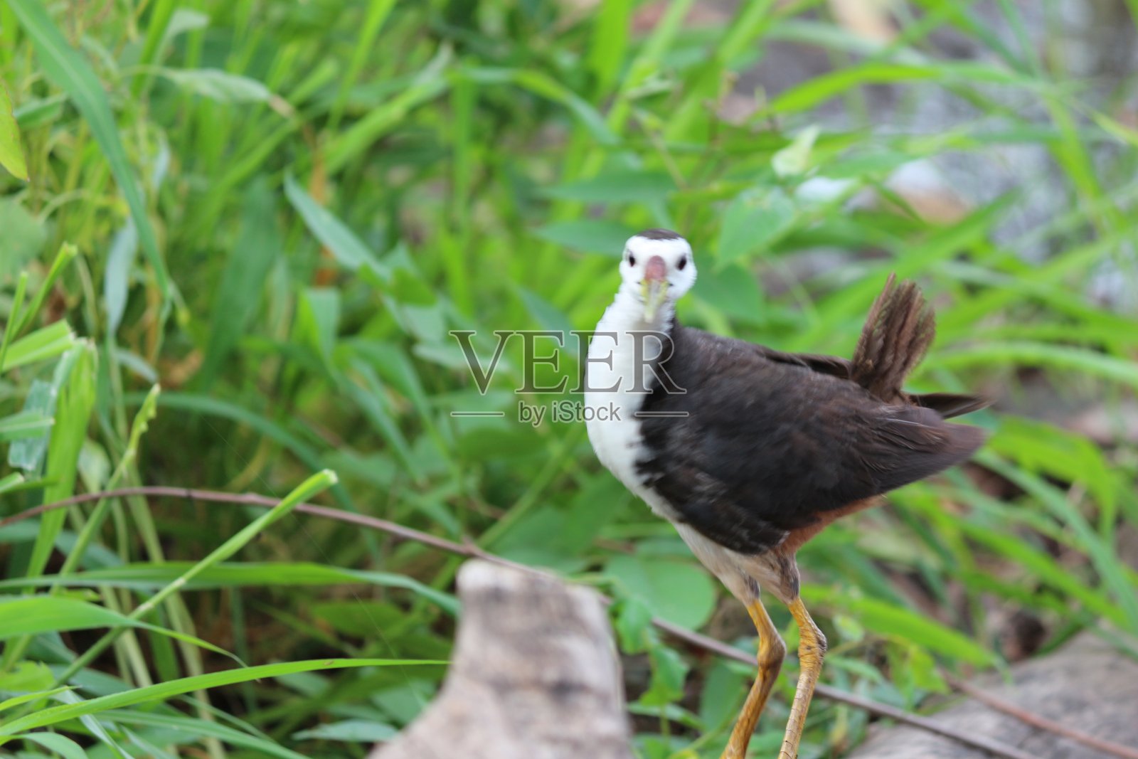 白胸Waterhen照片摄影图片