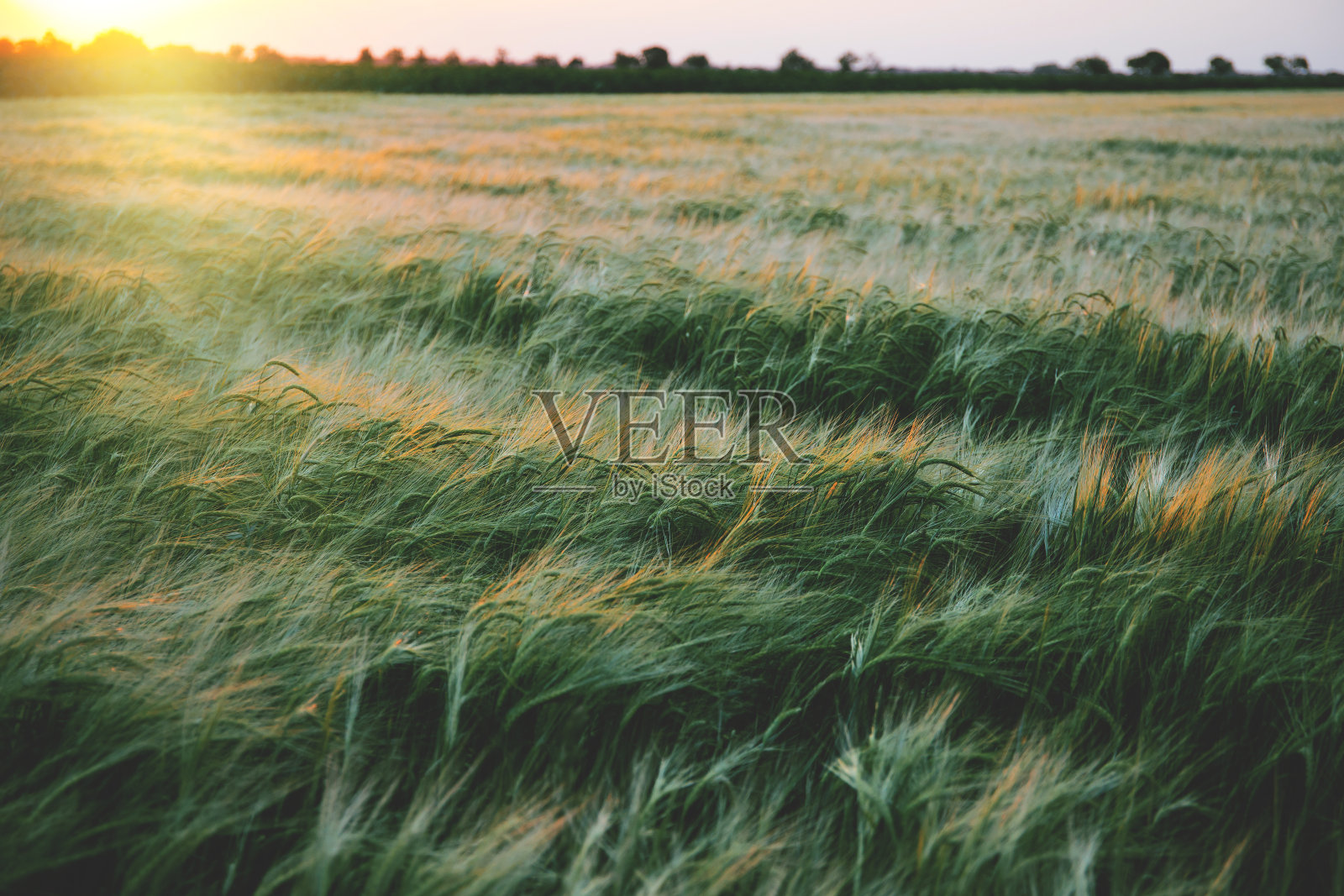 美丽的麦田在夏天日落。自然背景照片摄影图片