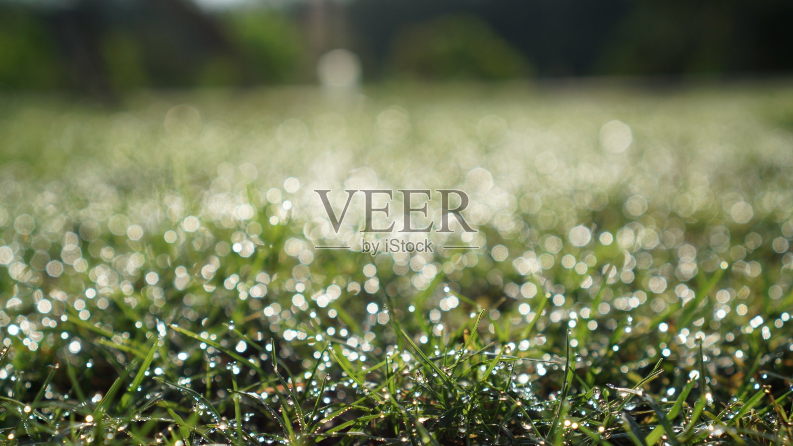 清晨露珠的模糊景象照片摄影图片