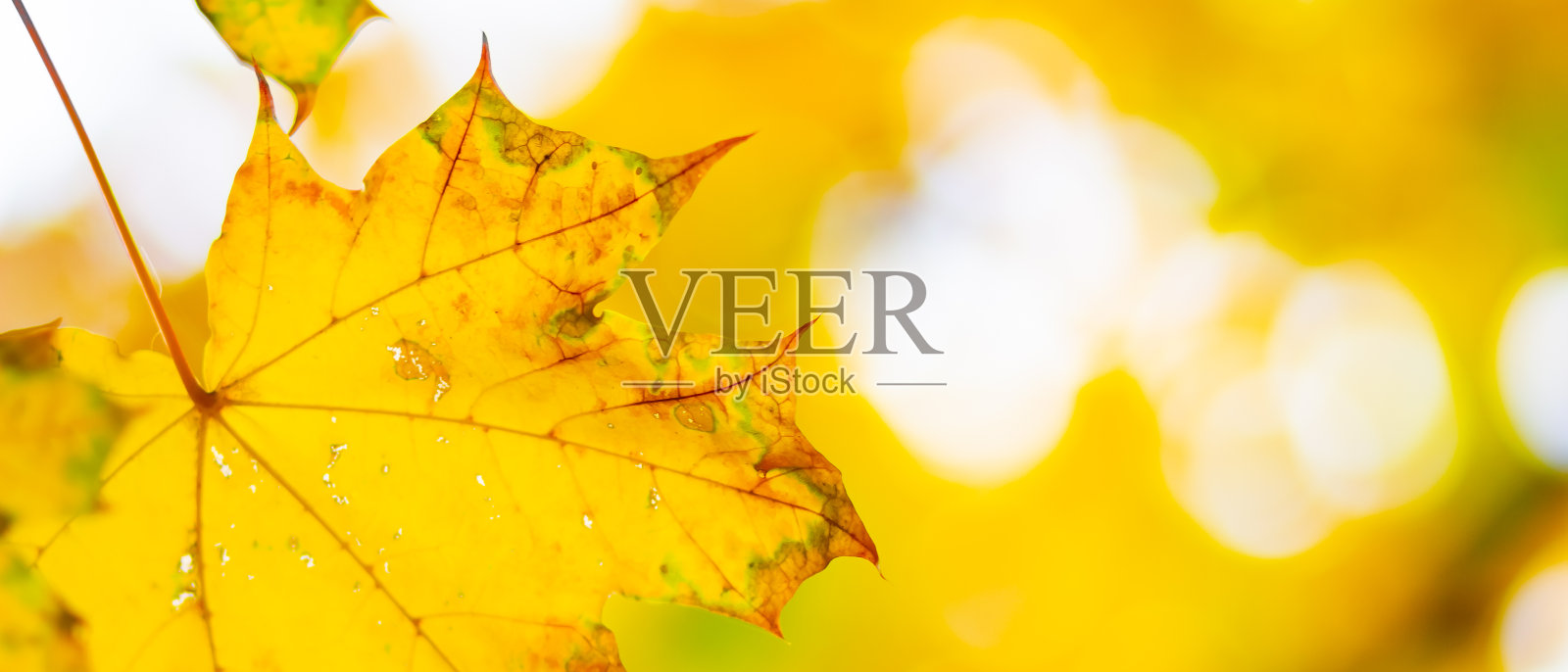 秋天的背景是枫叶。秋天橙色的树叶模糊的背景。本空间照片摄影图片