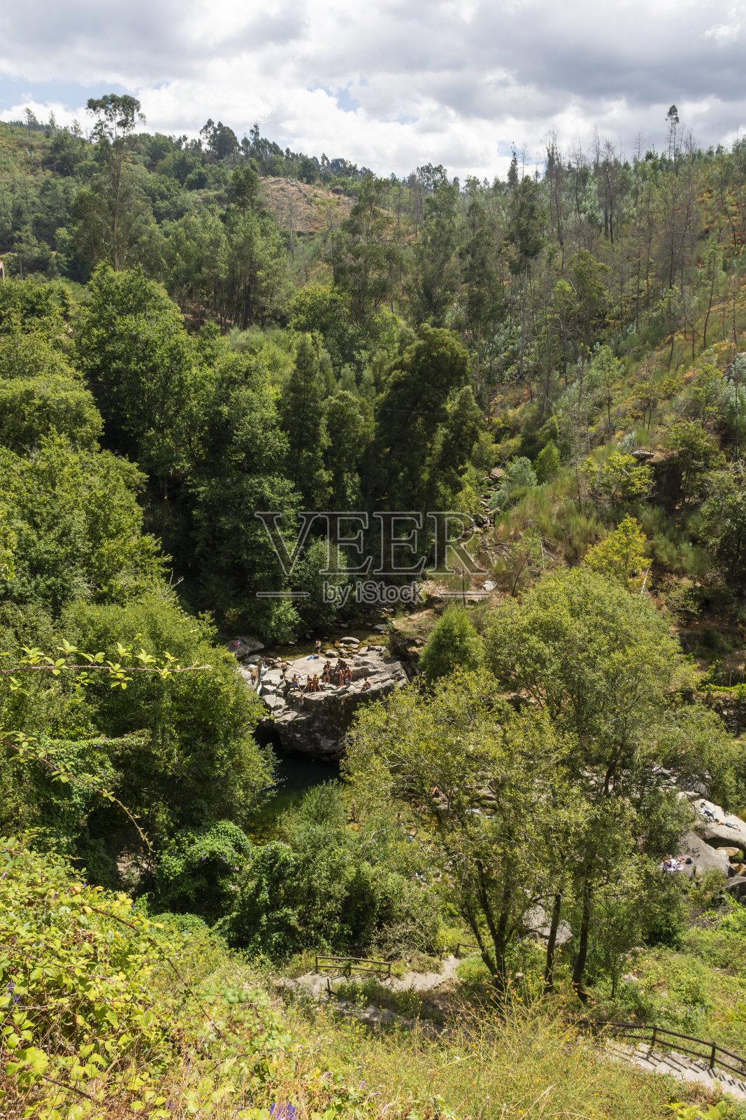 美丽的景色,绿色的河池和树木在森林森林照片摄影图片