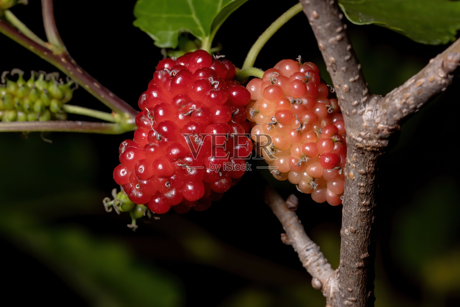 桑葚照片摄影图片