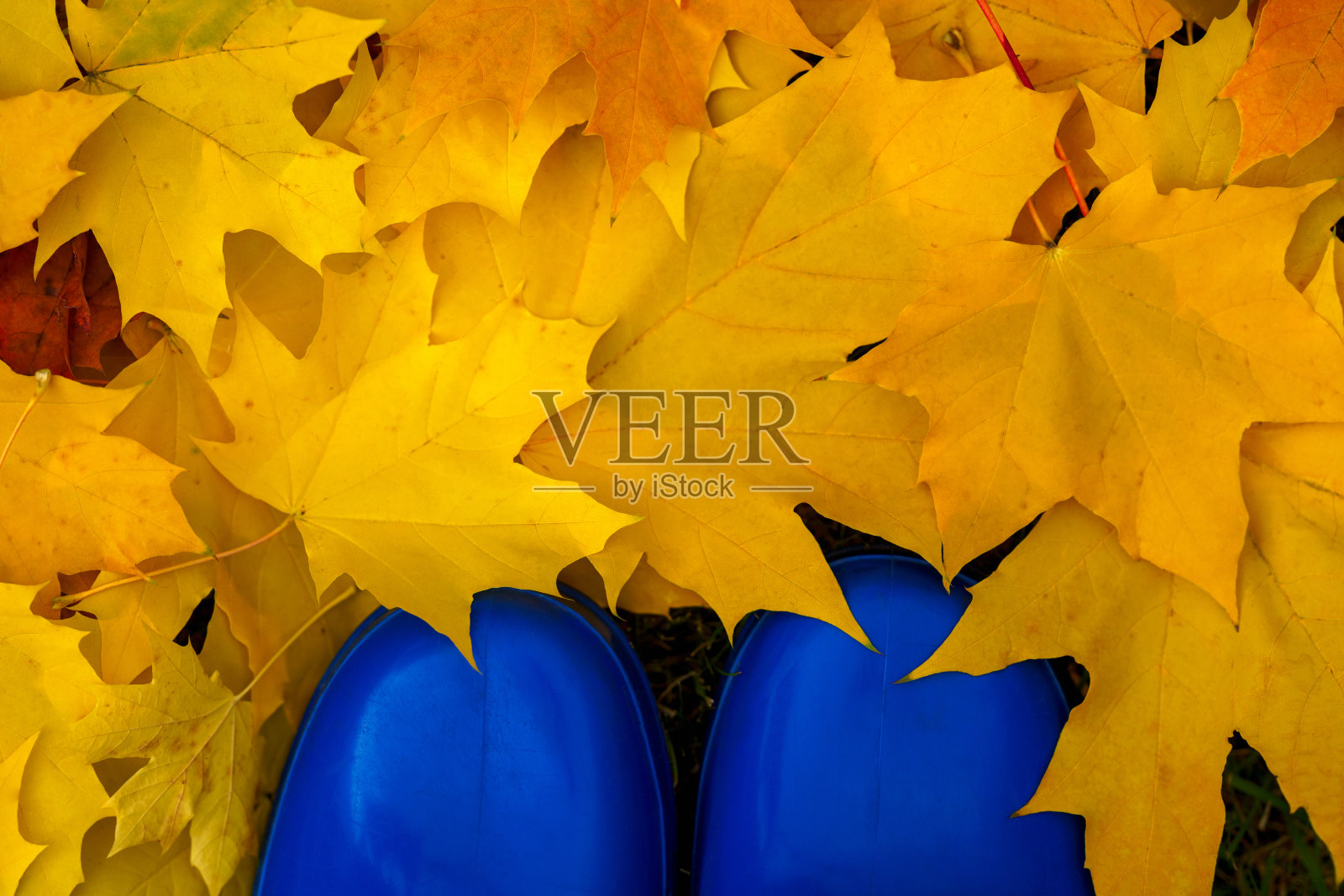 五颜六色的秋叶和蓝色的靴子。照片摄影图片