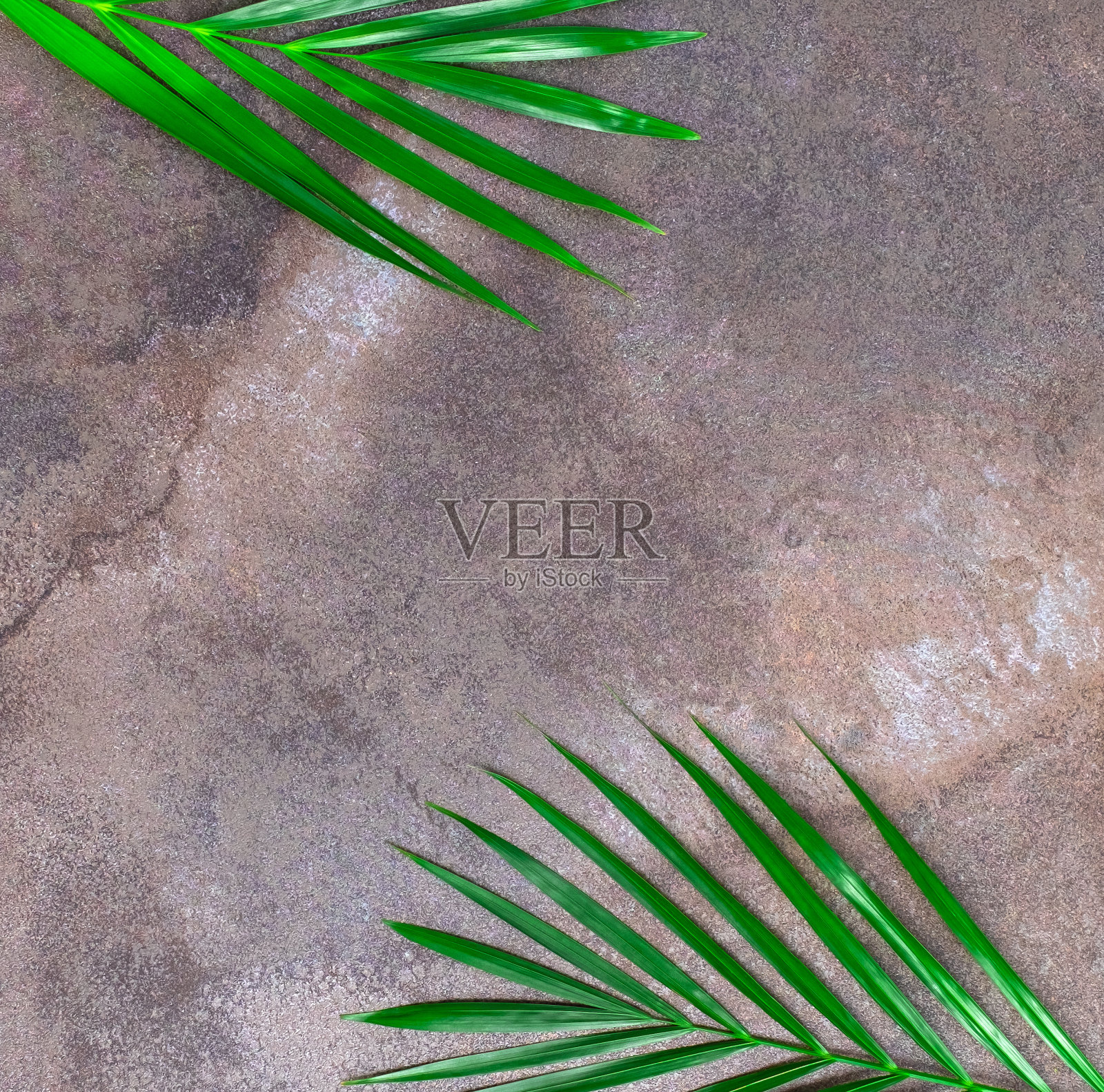 天然深灰色大理石纹理背景与热带树叶。照片摄影图片