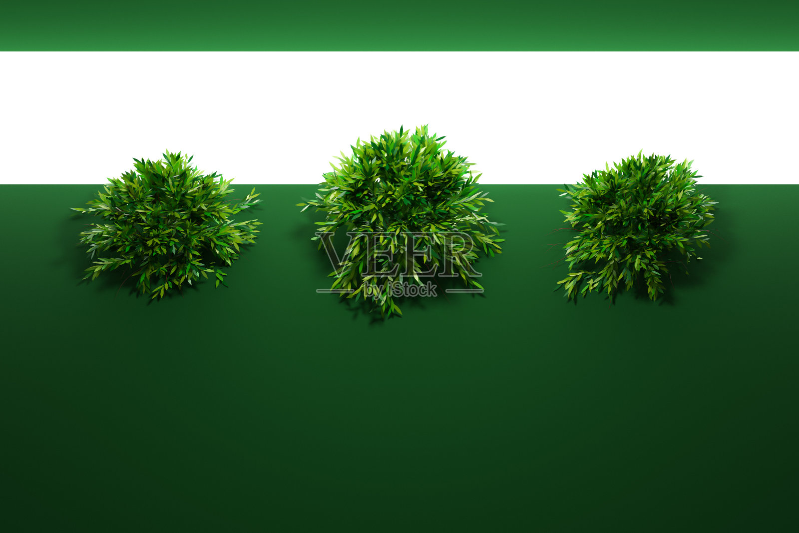 大的绿色落叶树照片摄影图片