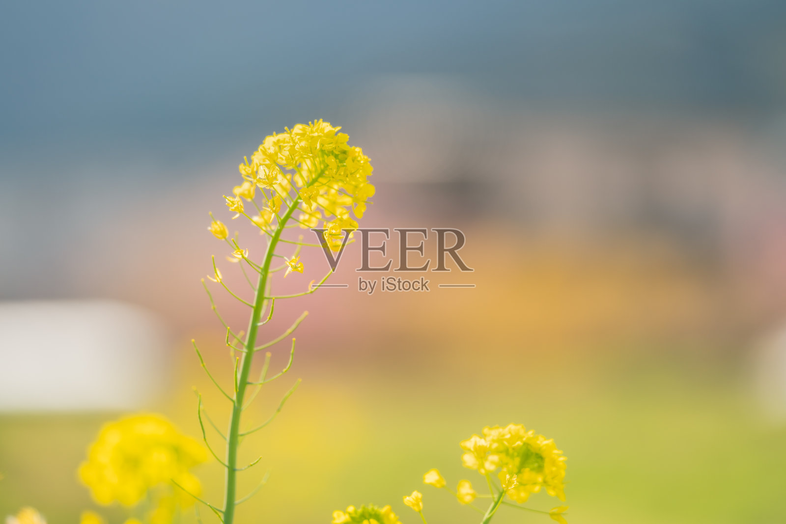 樱花在春天盛开照片摄影图片