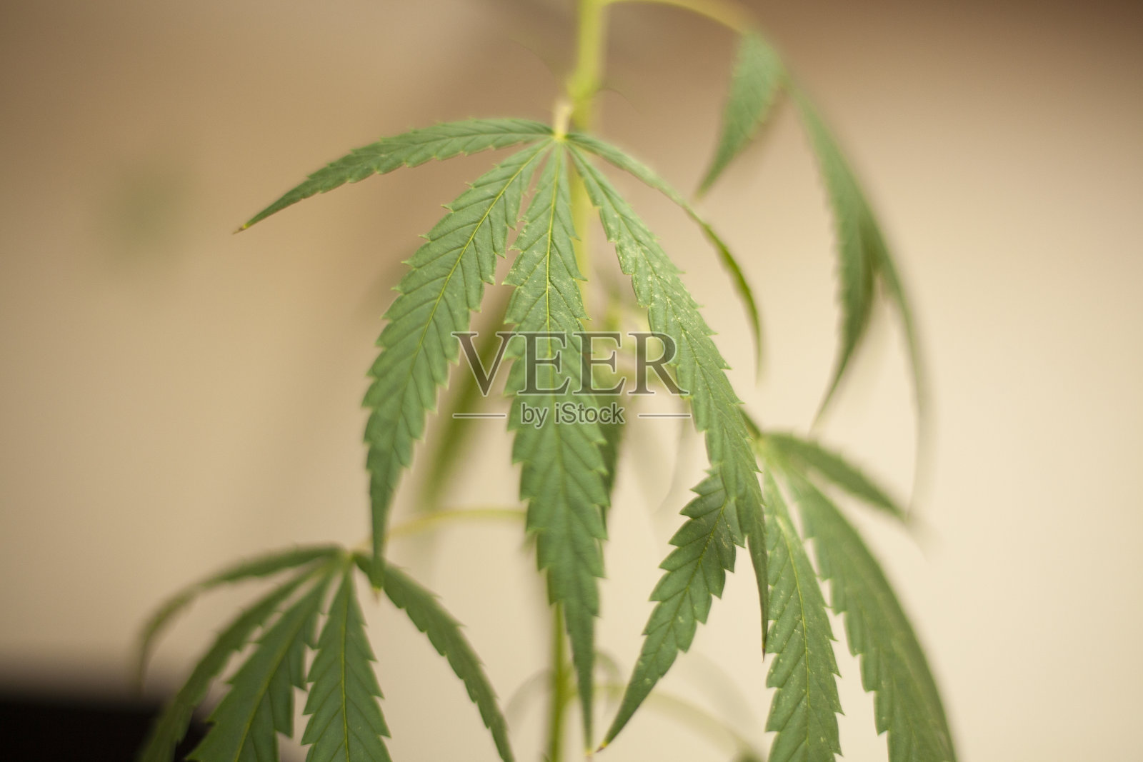 大麻在自然光下生长。照片摄影图片