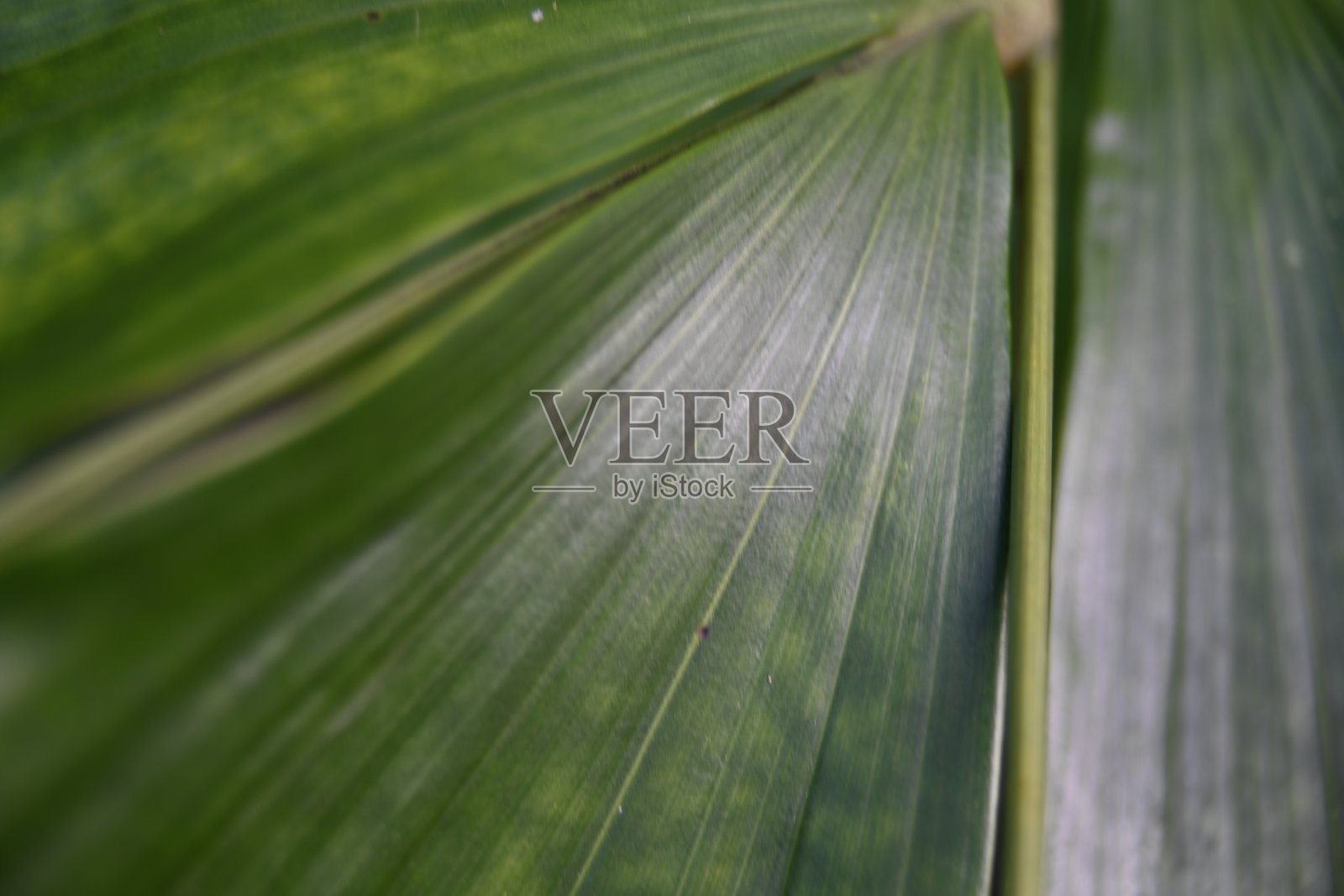 棕榈叶照片摄影图片