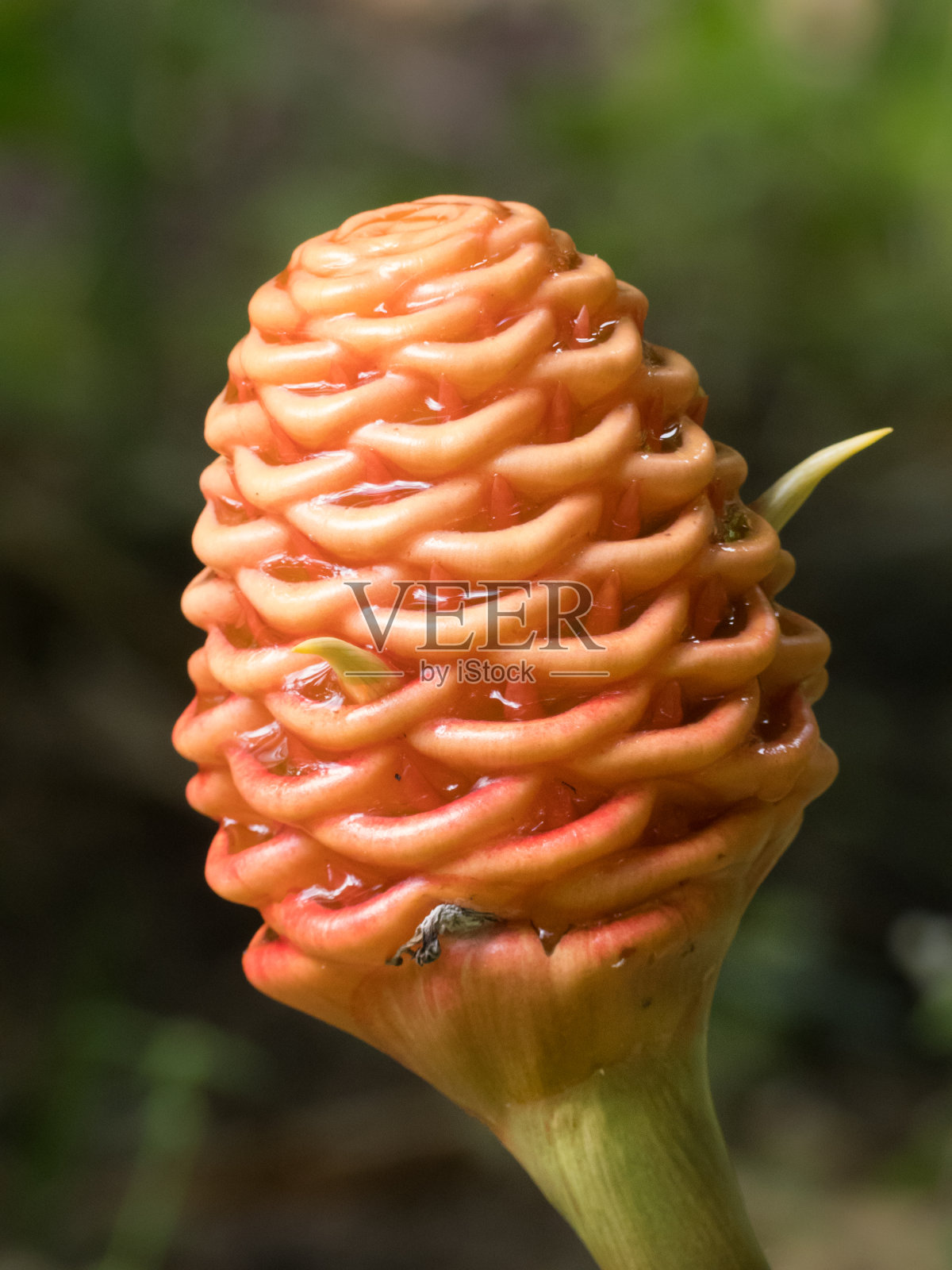 蜂箱姜(生姜引人注目)花穗。照片摄影图片