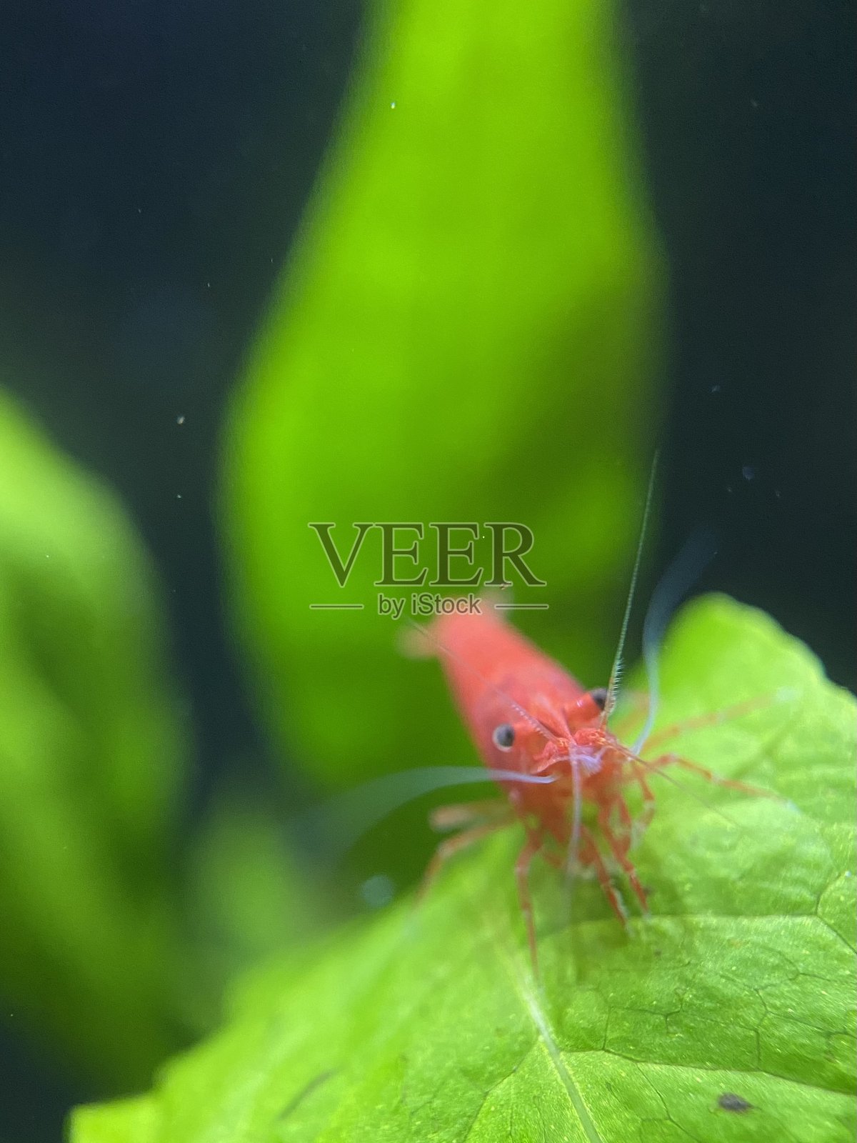 虾照片摄影图片