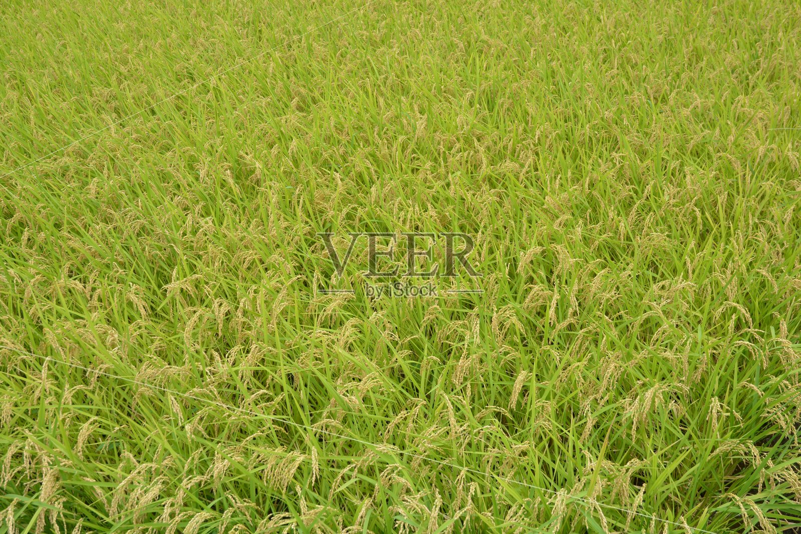 大米照片摄影图片