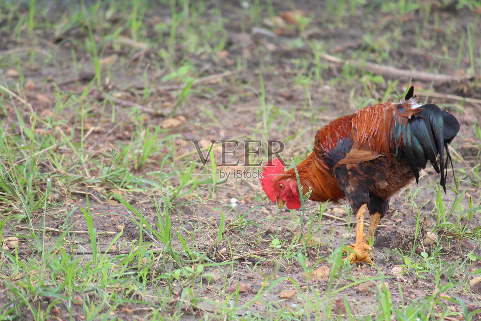 谷物和昆虫照片摄影图片