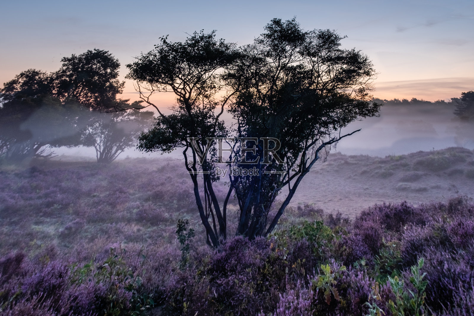 盛开的石南田在荷兰希尔弗瑟姆Veluwe Zuiderheide附近,盛开的粉红色紫色石南田在早晨与雾和雾在日出照片摄影图片