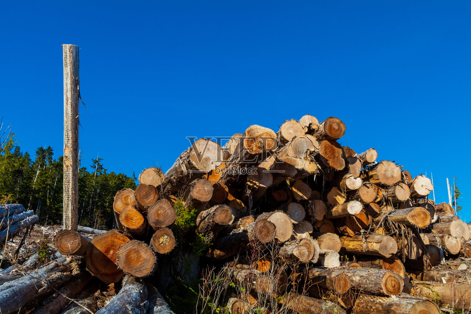 温哥华岛的伐木业照片摄影图片