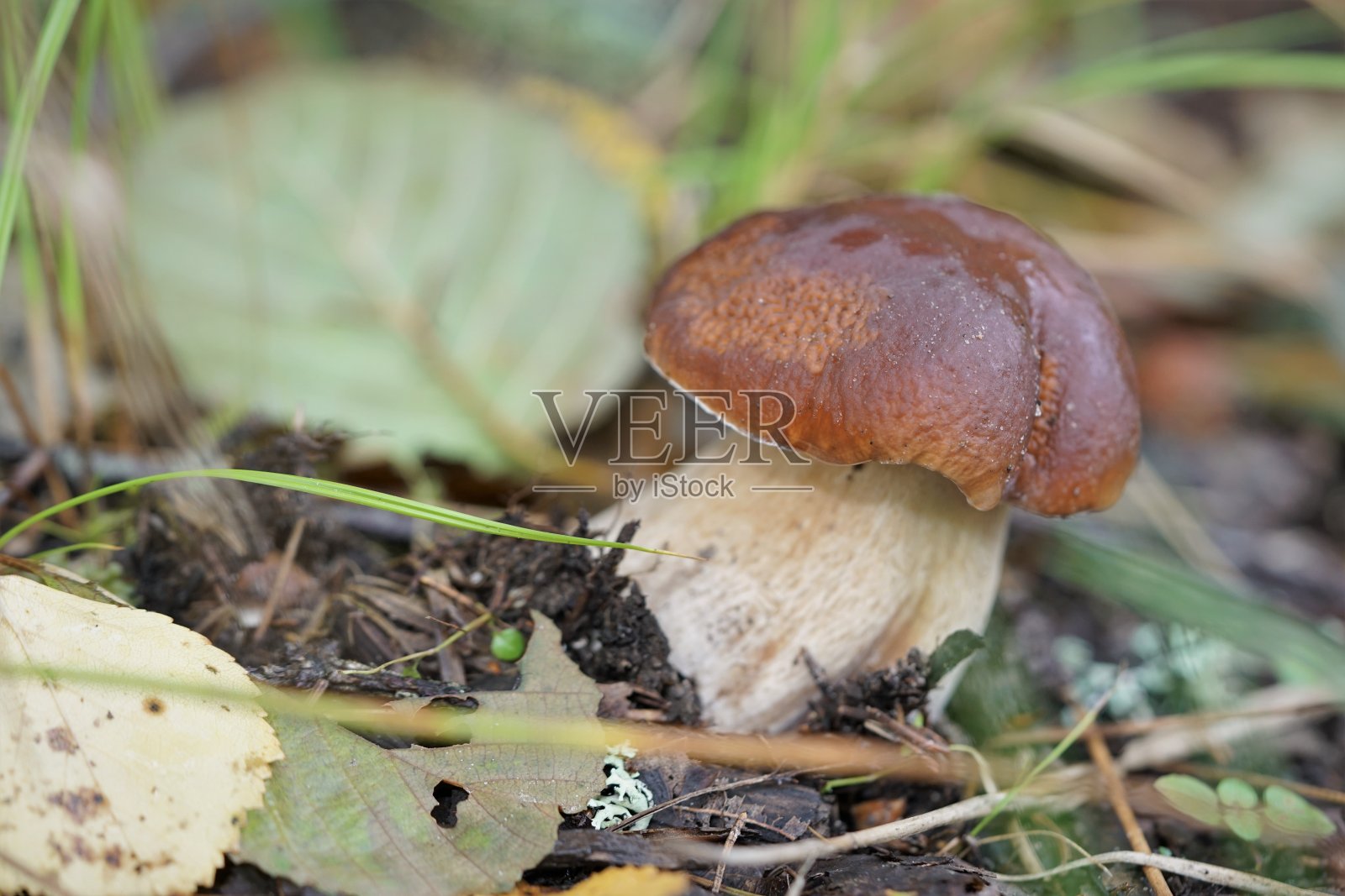 美丽的蘑菇生长在森林里照片摄影图片