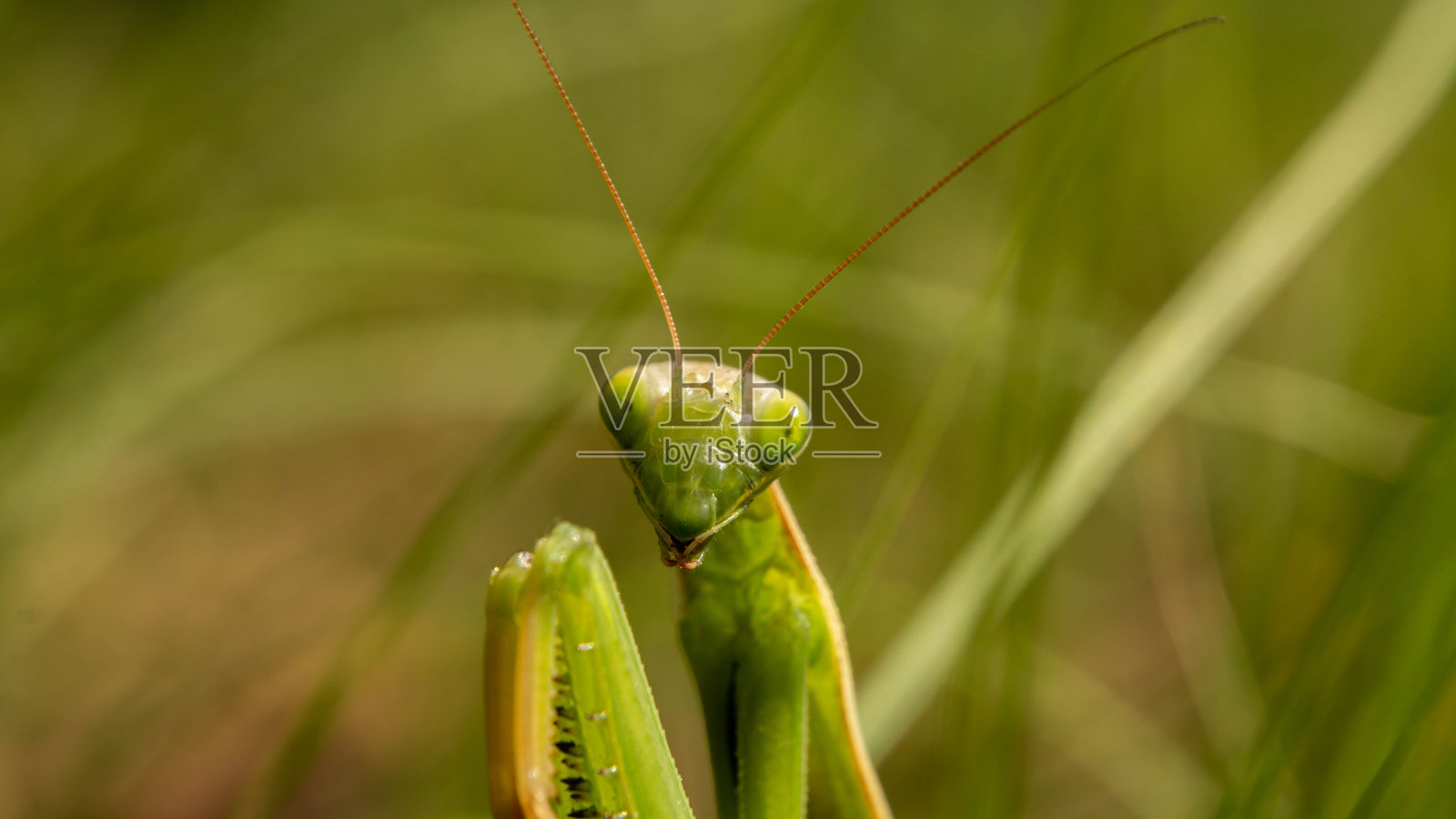 狡猾的绿螳螂潜伏,夏日暖日照片摄影图片