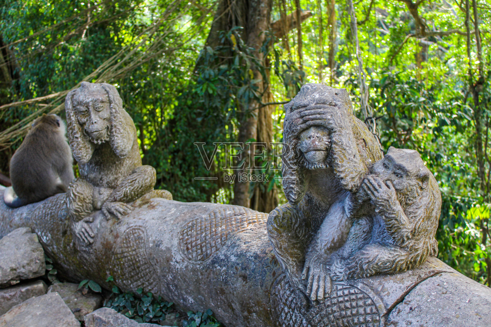 印度尼西亚乌布的猴子森林照片摄影图片