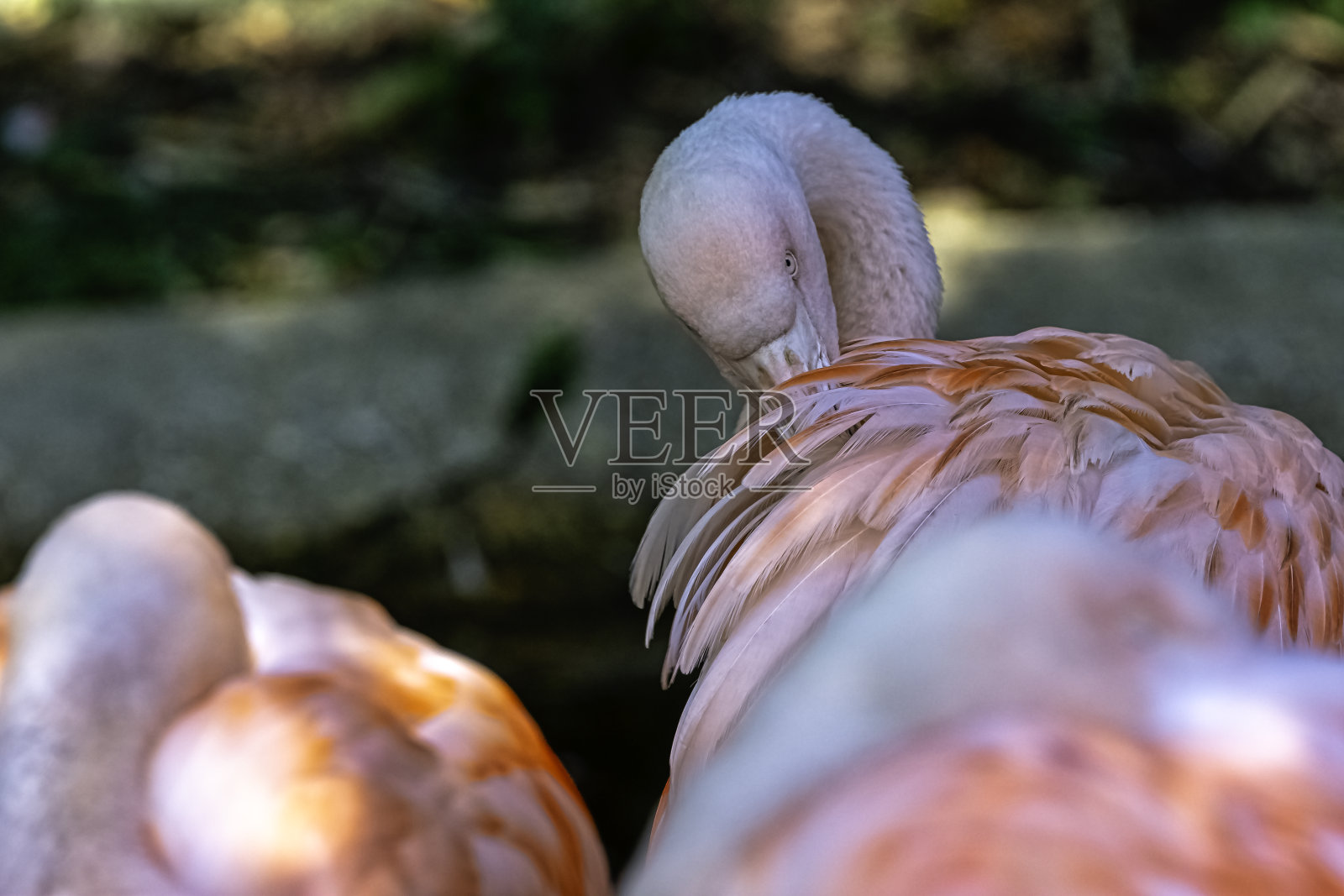 大火烈鸟(腓凤蝶)是西班牙火烈鸟家族中分布最广和最大的物种照片摄影图片
