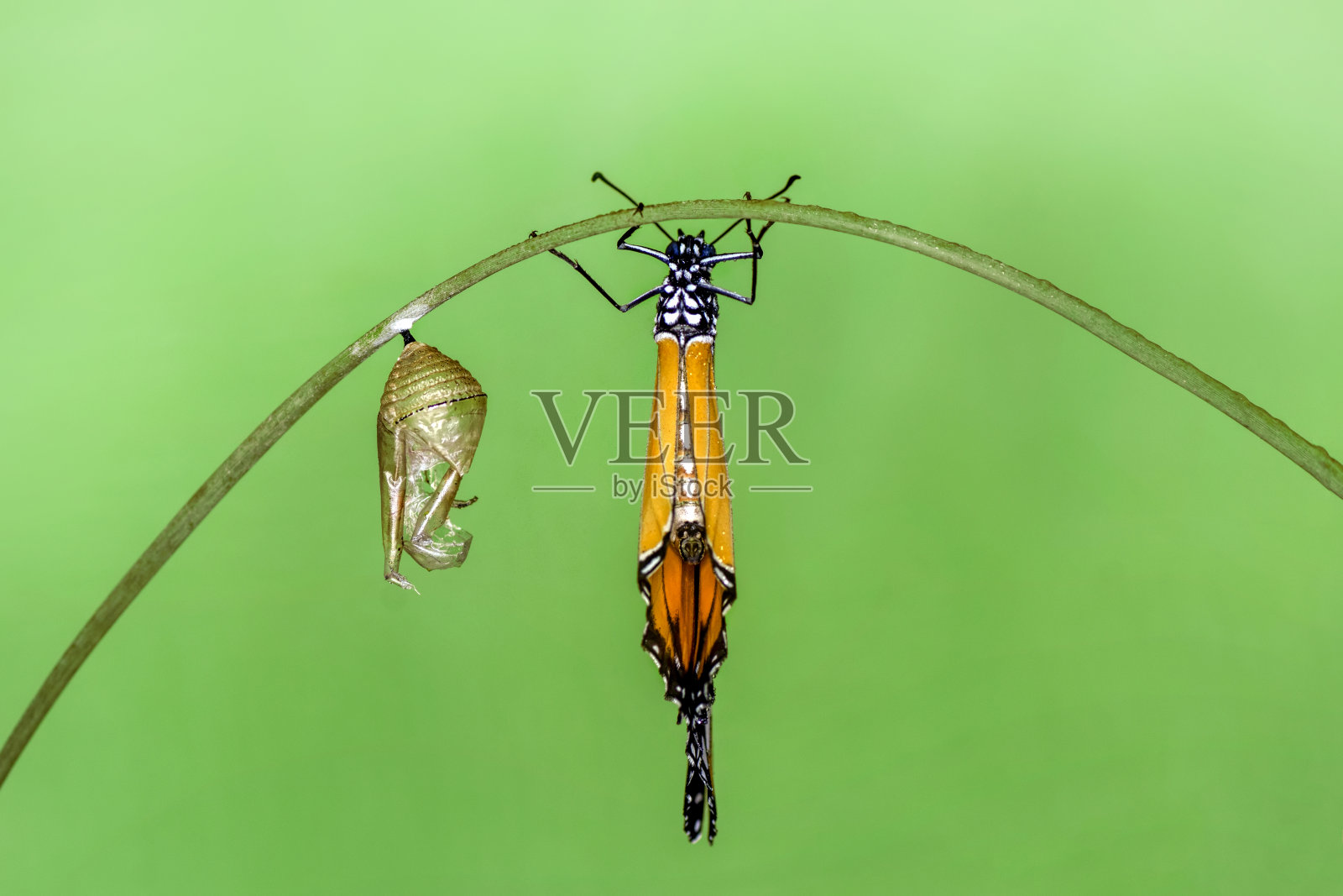 蝴蝶的概念转换照片摄影图片