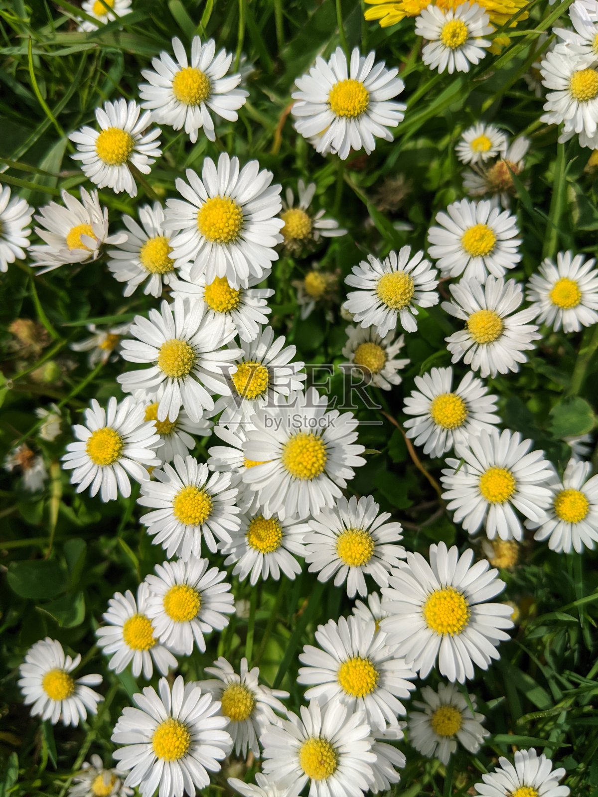 贝利斯·佩伦尼斯雏菊。照片摄影图片