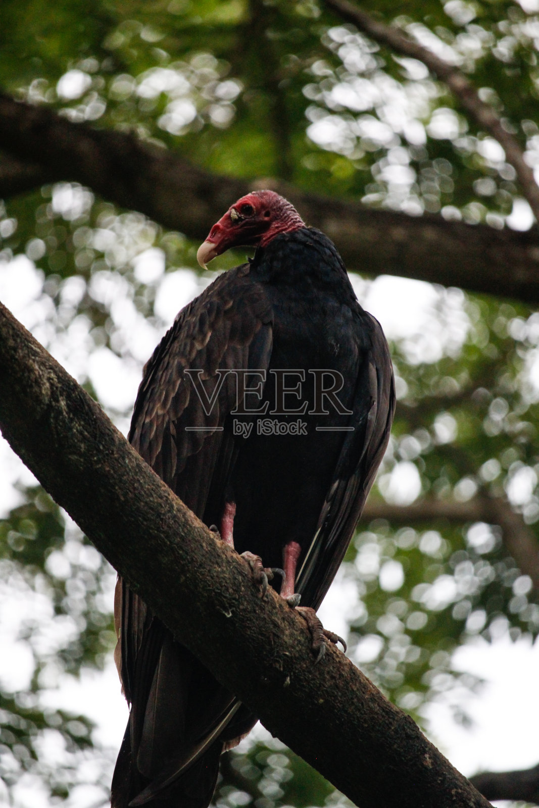 一只土耳其秃鹰栖息在树枝上照片摄影图片
