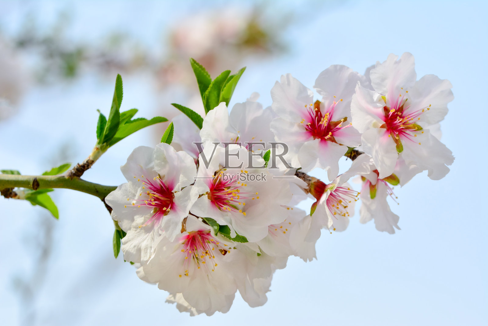 美丽的自然景观,盛开的树木和太阳耀斑。阳光明媚的一天。春天的花。照片摄影图片