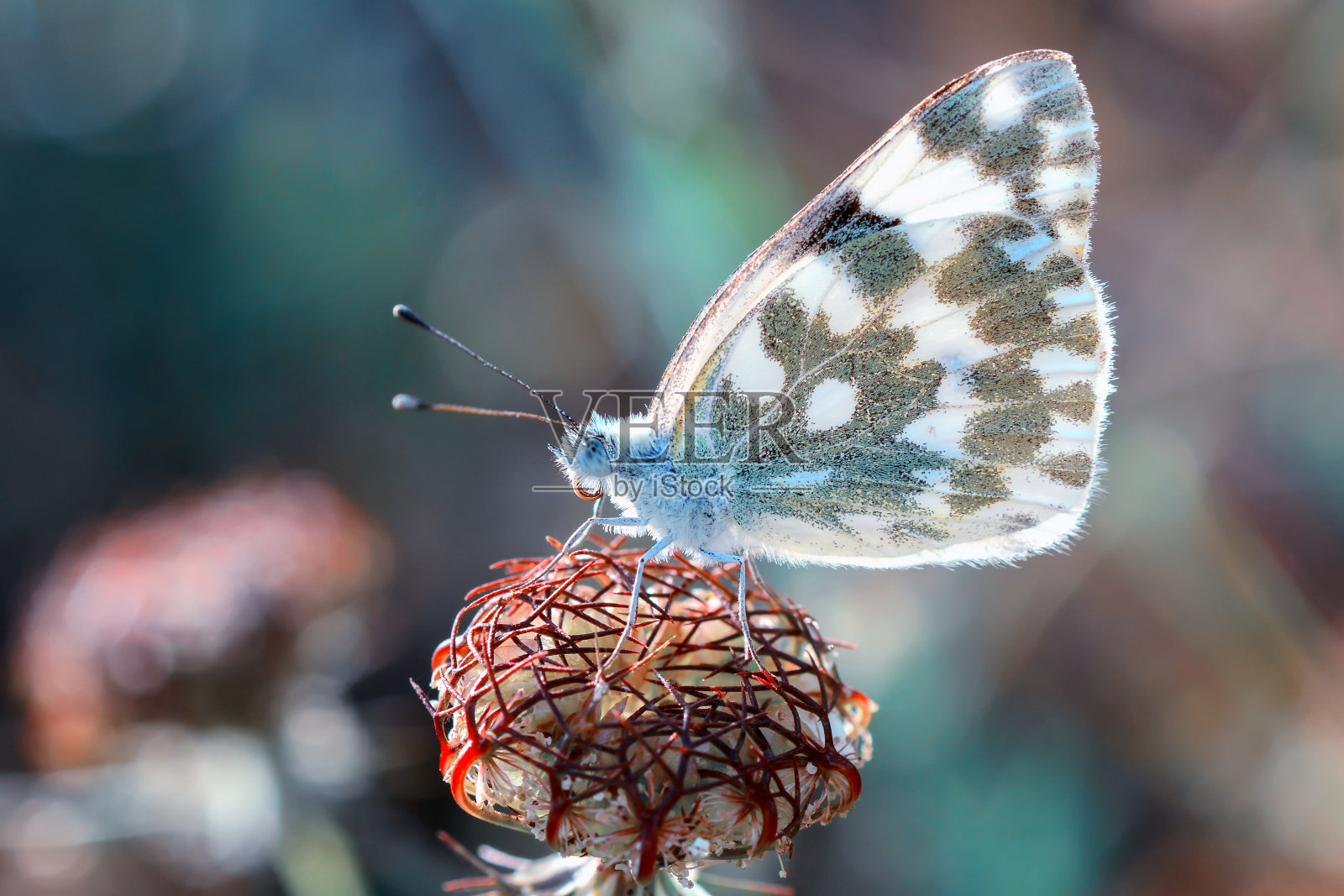 特写美丽的蝴蝶坐在花在一个夏天的花园。照片摄影图片