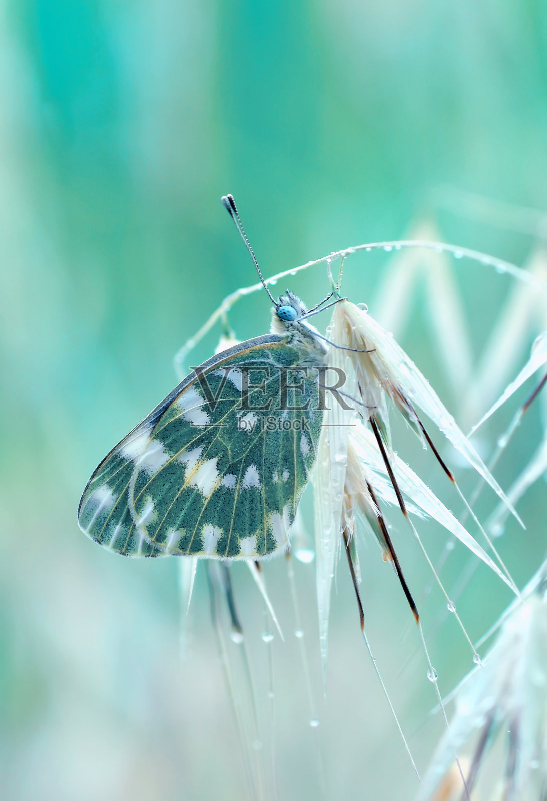 特写美丽的蝴蝶坐在花在一个夏天的花园。照片摄影图片