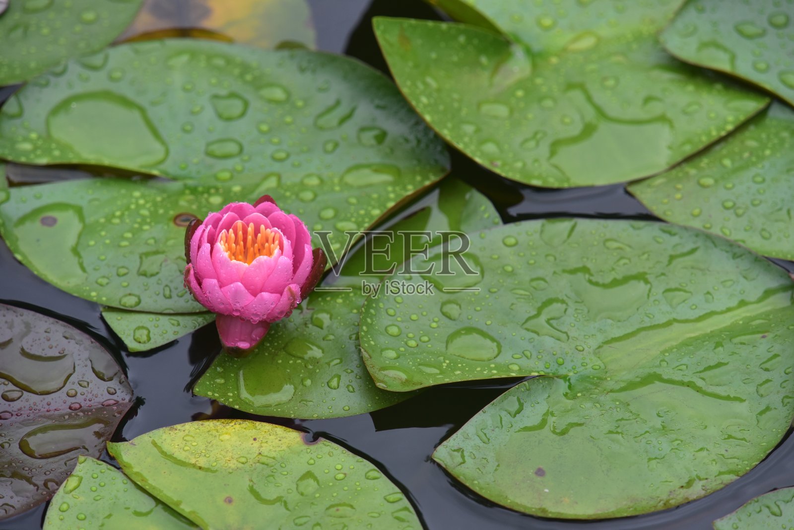 荷花在池塘里盛开照片摄影图片