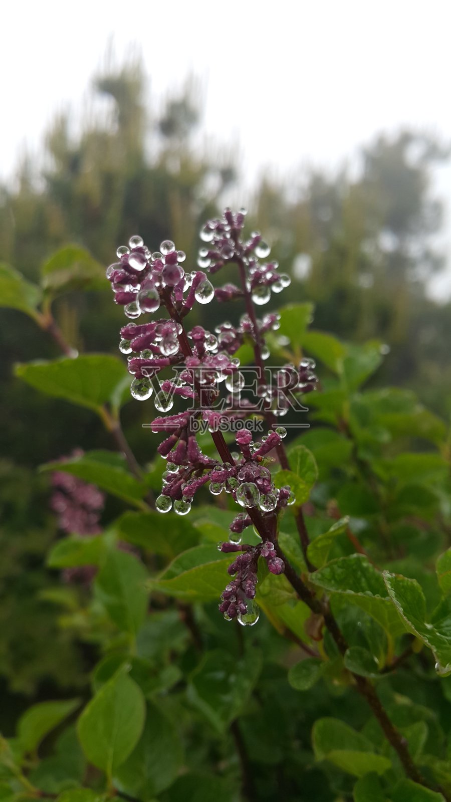 花浸透在水滴里照片摄影图片