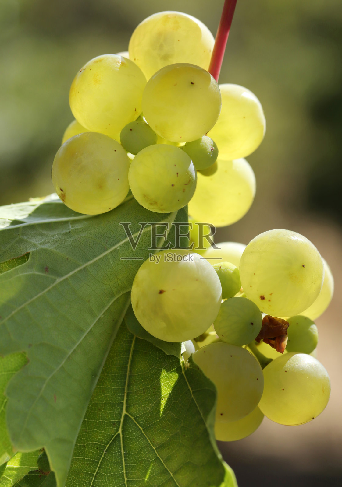 秋天成熟的天然白葡萄照片摄影图片