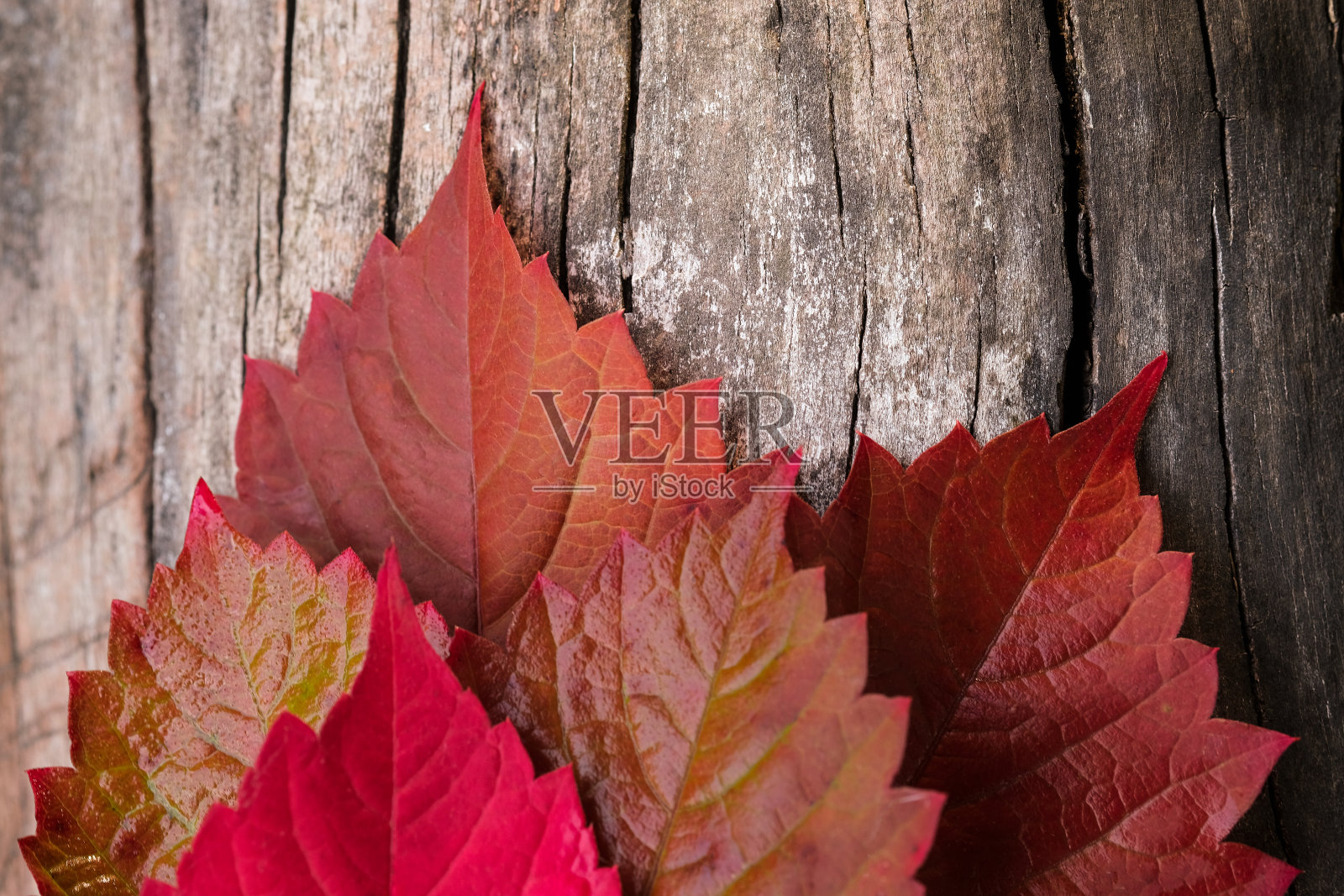 勃艮第的葡萄秋叶近了照片摄影图片