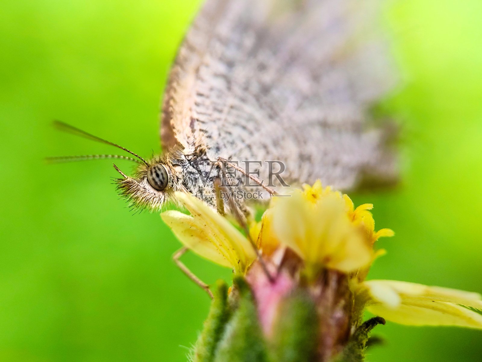 花上的蝴蝶照片摄影图片
