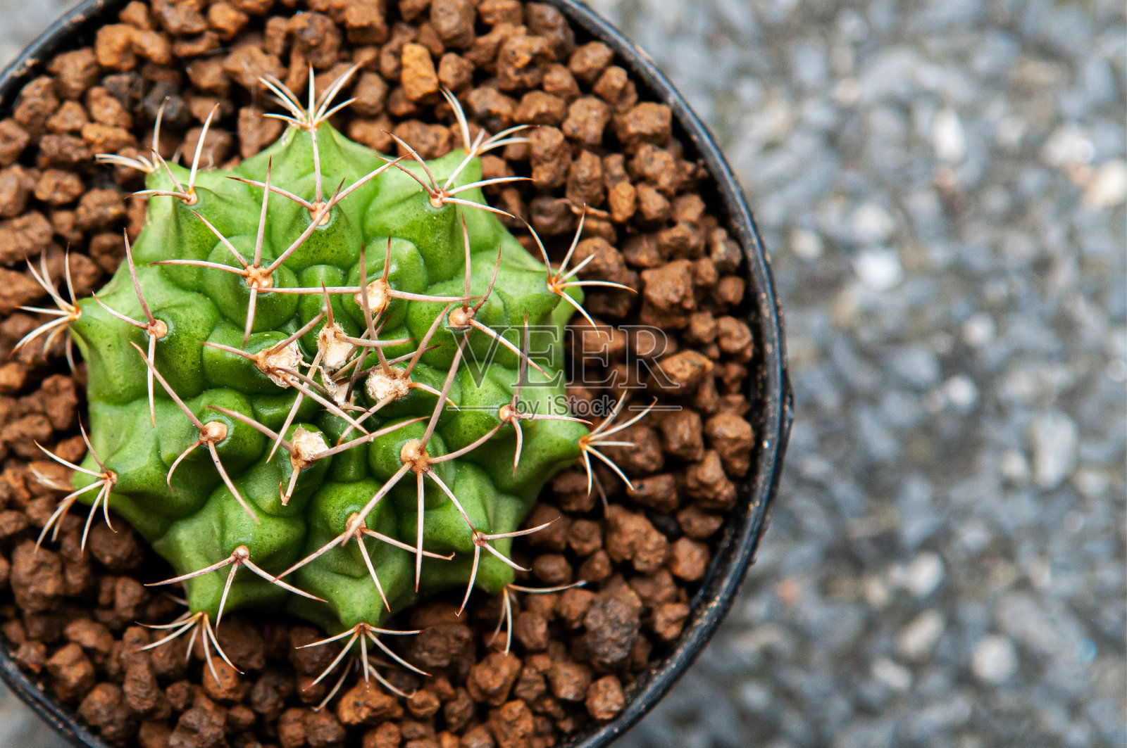 绿色仙人掌沙漠植物俯视图,仙人掌裸机照片摄影图片