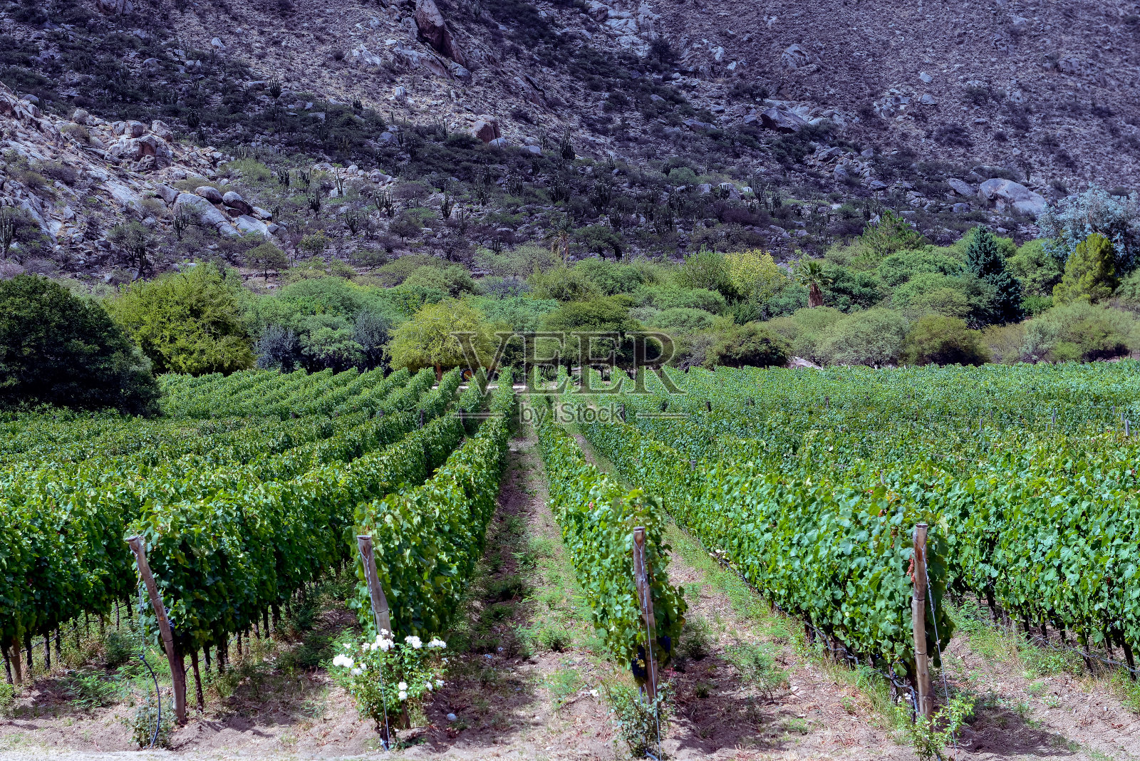 阿根廷萨尔塔省葡萄园的种植照片摄影图片